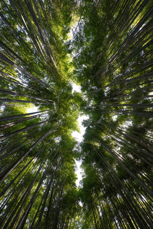 bamboo, arashiyama, kyoto, japan, trees, sky, forest Under the bamboo skyphoto preview