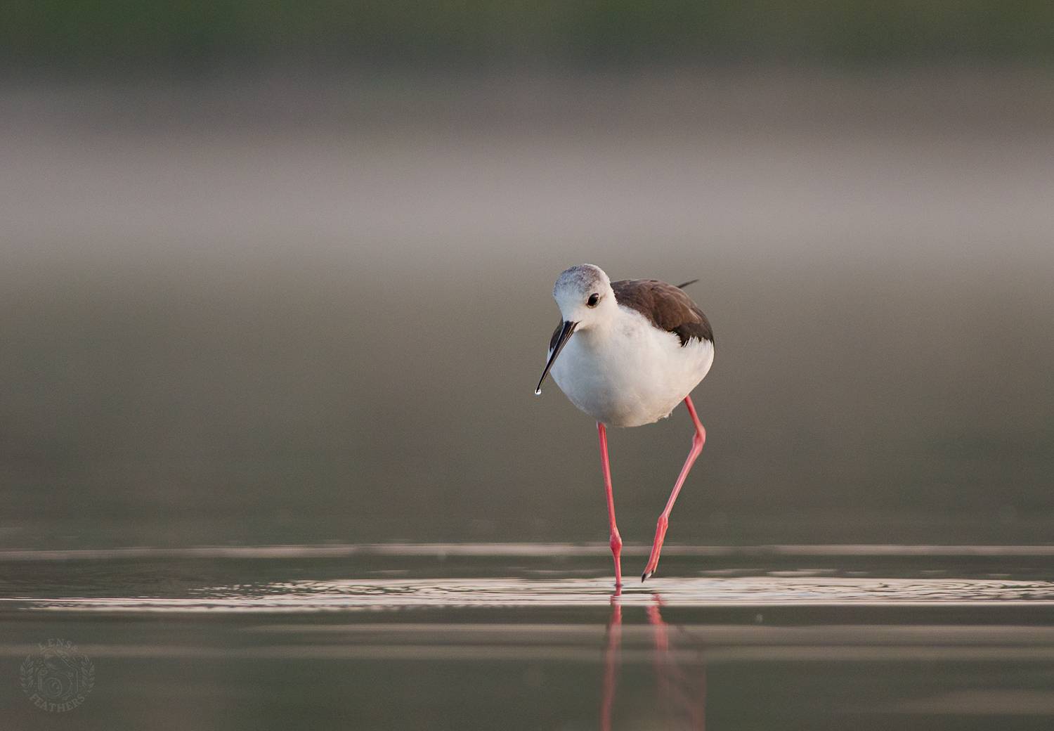 Ходулочник - Lens and Feathers. Автор: Евгени Стефанов , Евгени Стефанов