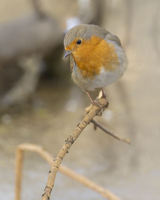 Зарянкаphoto preview