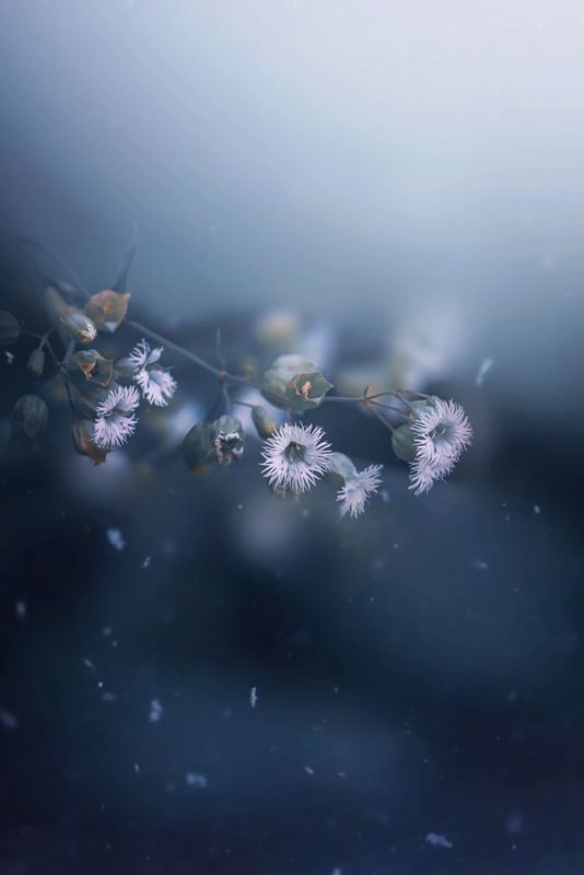 макро, macro, цветы, flower Смолёвкаphoto preview