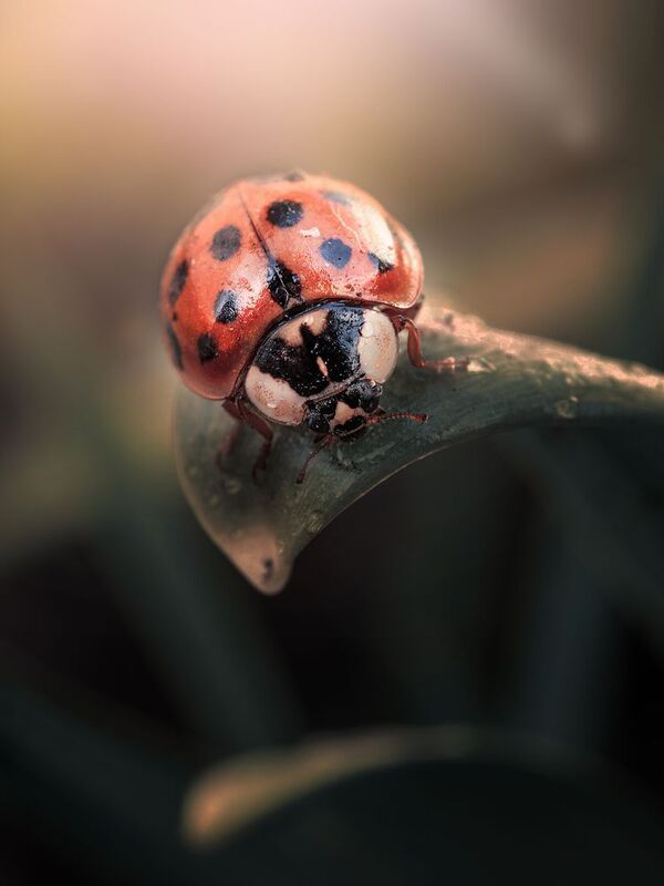 Просыпаясь весной фото превью