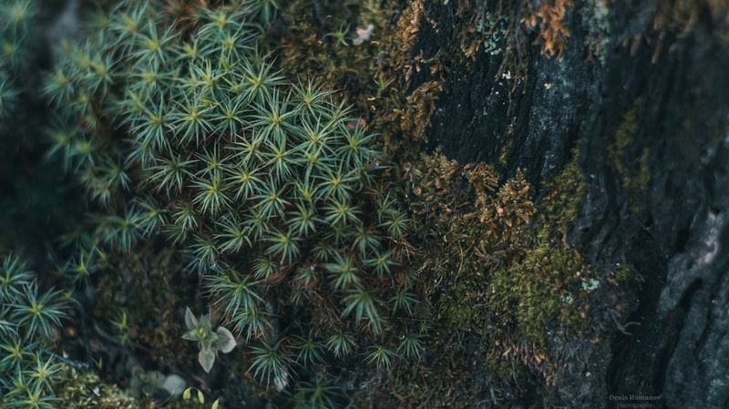 природа, лес, макро, весна, nature, forest, macro, spring ***photo preview