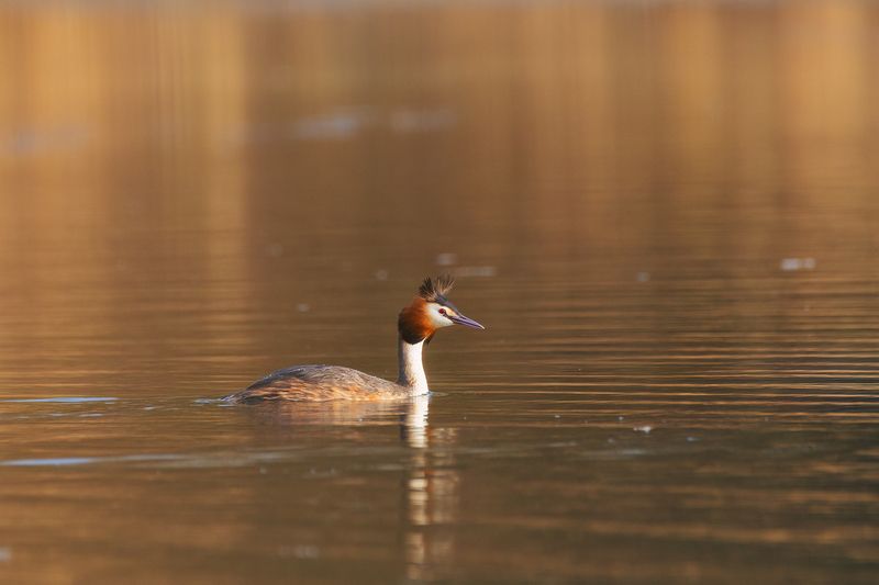 птицы, чомга, природа Чомгаphoto preview