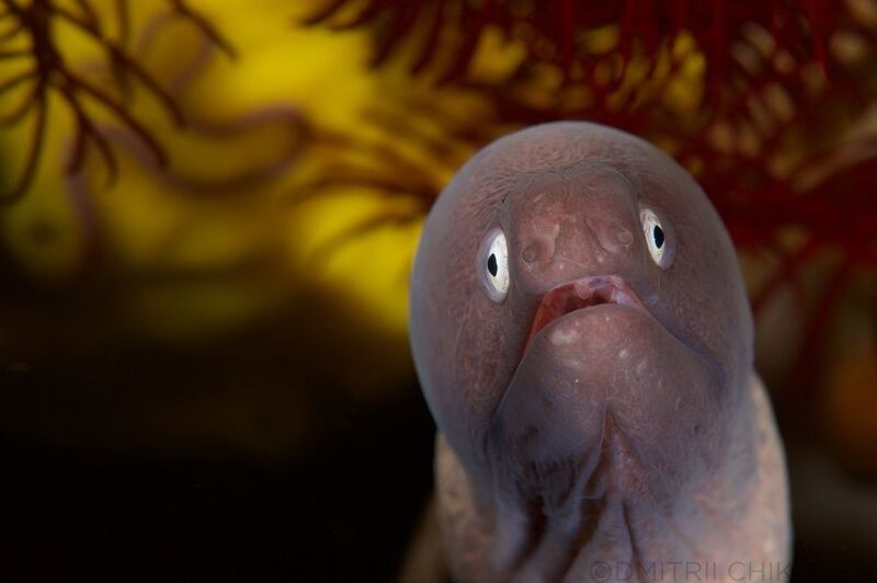 фото превью