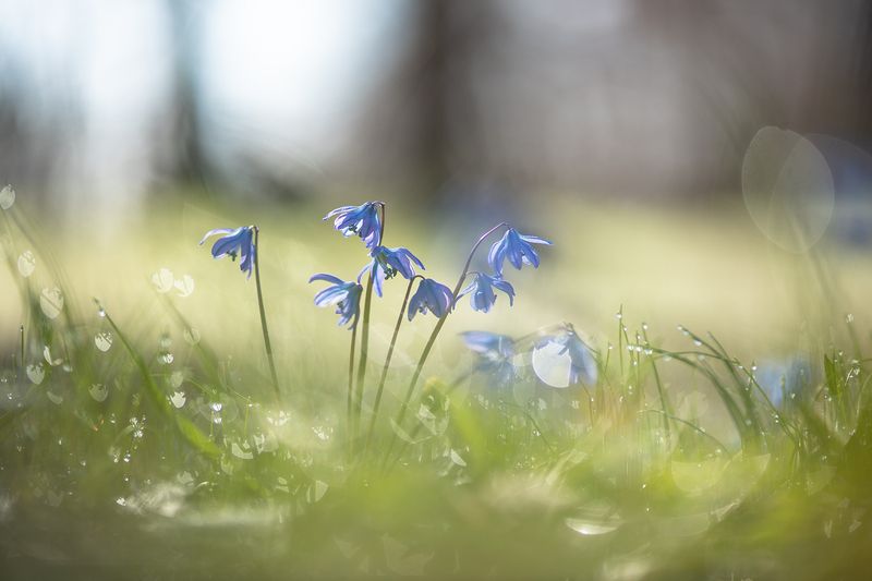 пролеска, первоцвет, март, весна, свет, цвет, россия, воронеж, геннадий мещеряков, nikon d 850, carl zeiss makro-planar t* 100mm f/2 zf.2 Когда солнечный ветер...photo preview