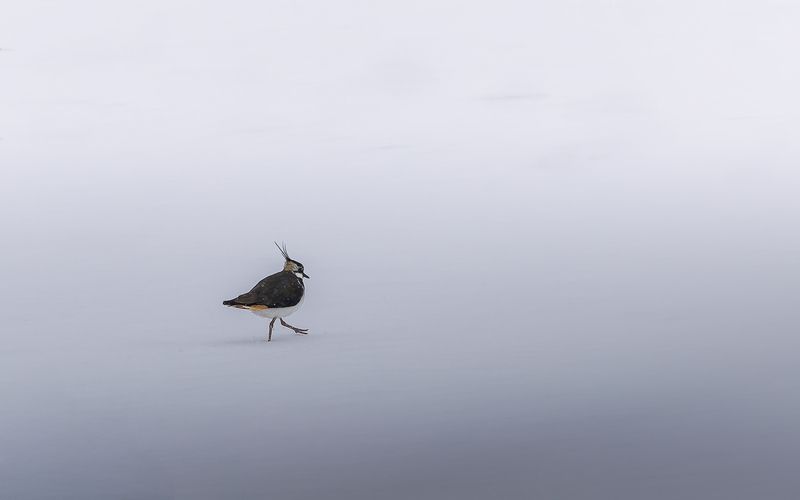 Чибис фото превью