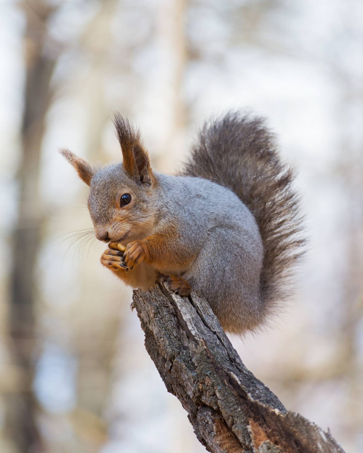 Эту фотографию я оплатил орешками. Автор: Алексей Проняхин , Алексей Проняхин