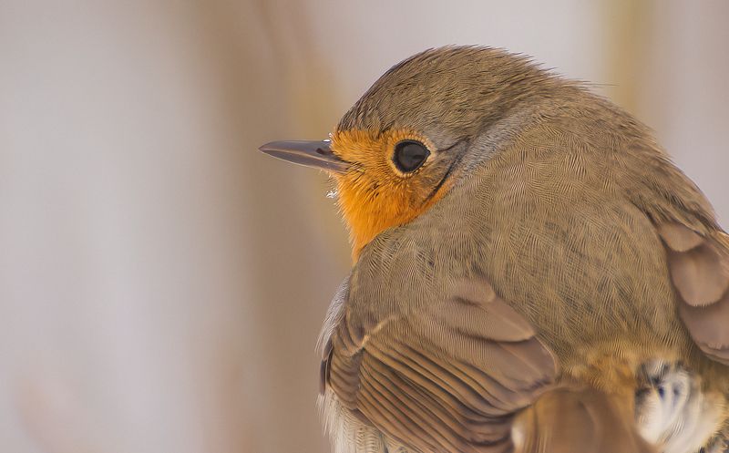 Малинка Зарянка :)photo preview