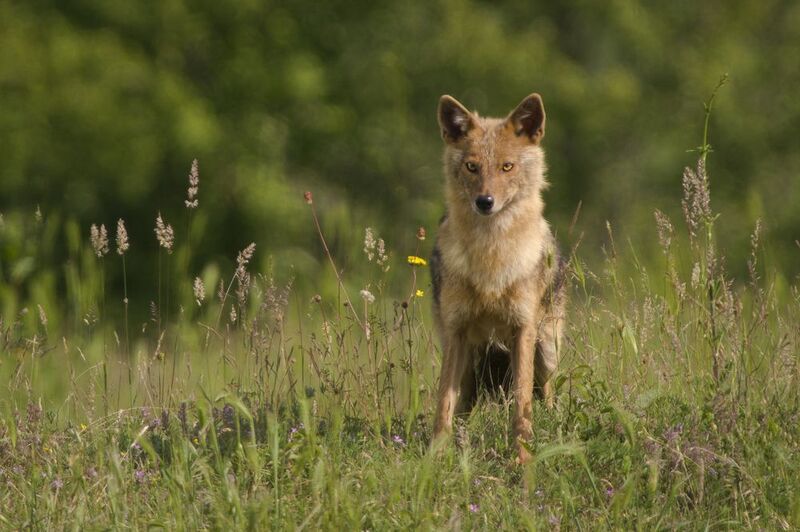 Златист чакалphoto preview