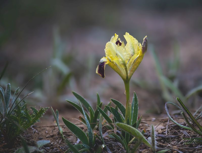 Дикий ирисphoto preview