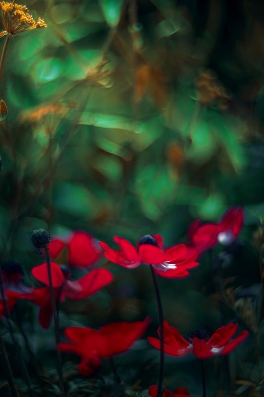 red,light.spring,dark,bokeh,exterior,flower,plant, Redphoto preview