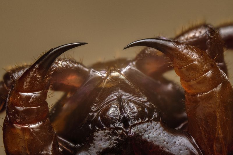 Centipede fangsphoto preview