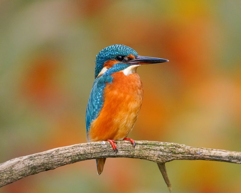 зимородок, птицы, kingfisher, birds На постуphoto preview