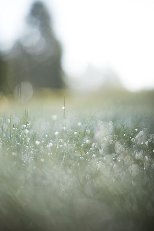 боке, макро, роса, pentacon, bokeh, macro, nature Рассыпая сереброphoto preview