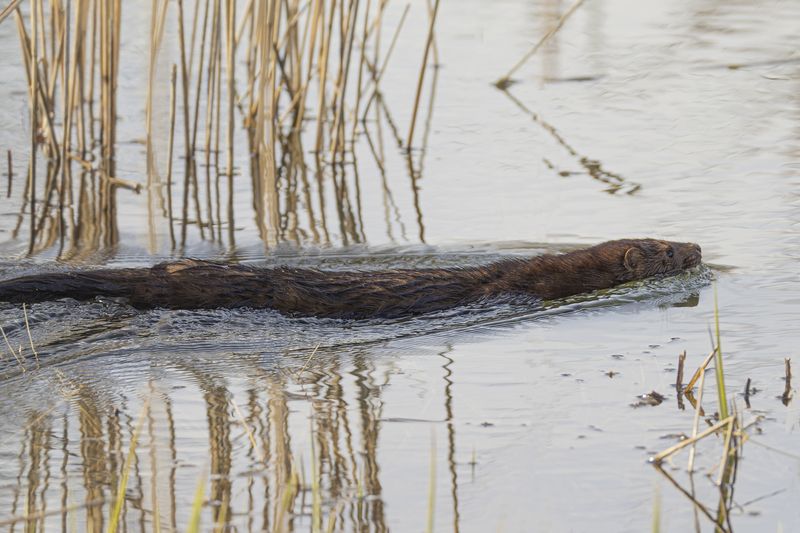 Норкаphoto preview