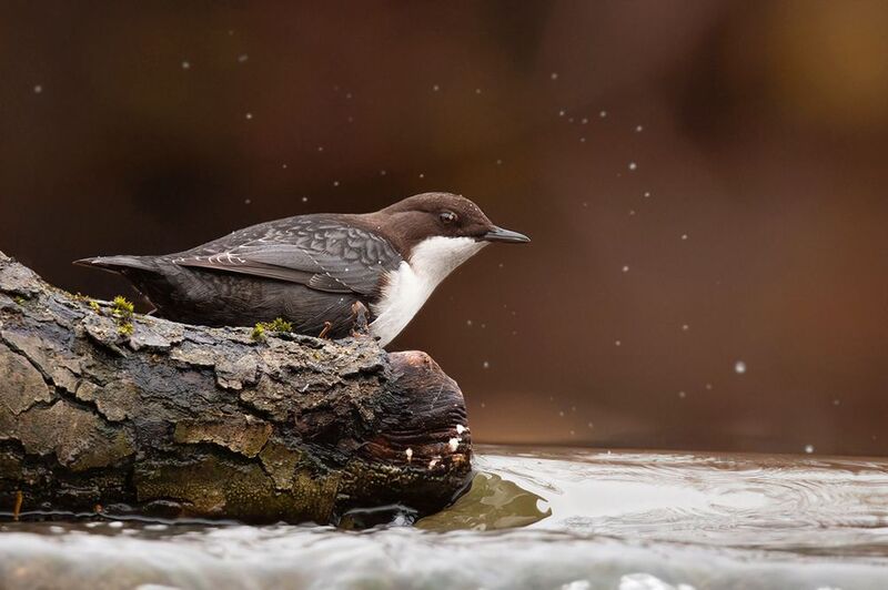 оляпка, птица, вода, водопад Перед прыжком фото превью