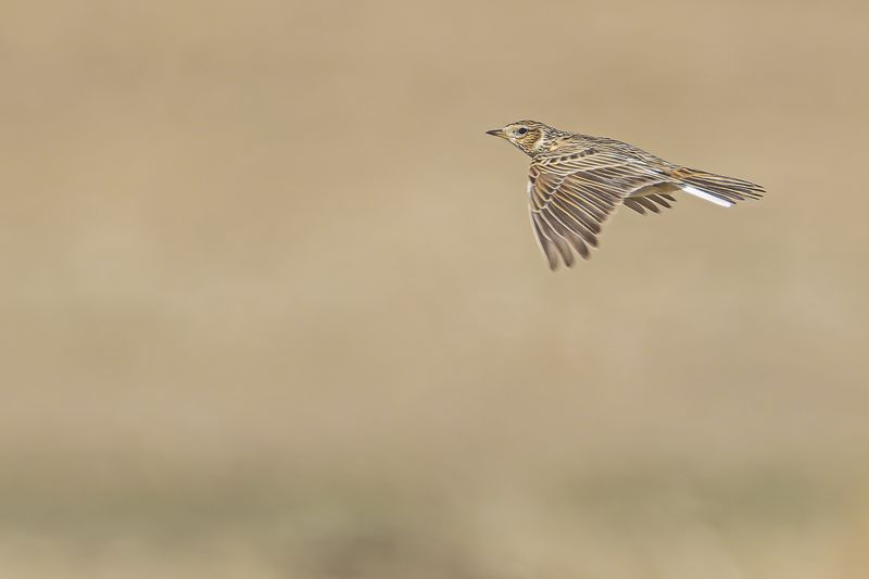 Жаворонокphoto preview