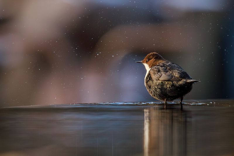 оляпка, птица, вода, водопад Встречая рассвет фото превью
