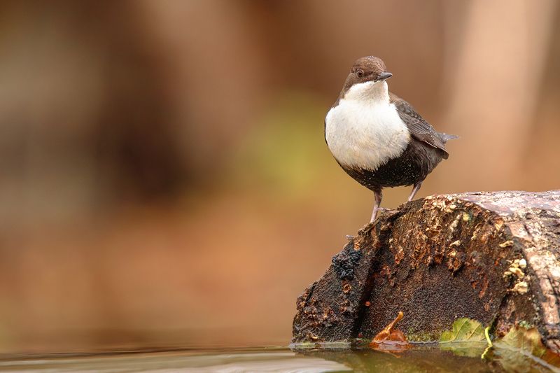 оляпка, птица, вода, водопад Оляпка фото превью