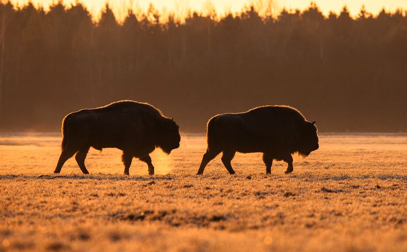 зубр, налибокская пуща, солнце На заходе солнца фото превью