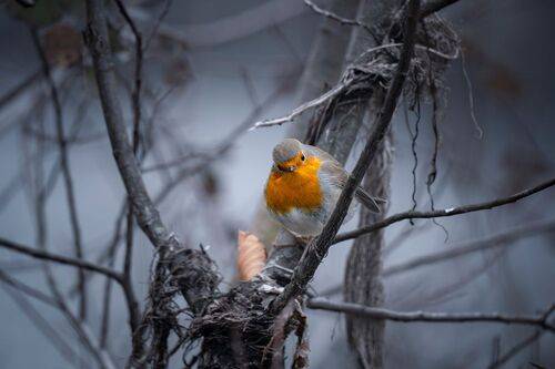 Nature | Wildlife Photography | Adventure