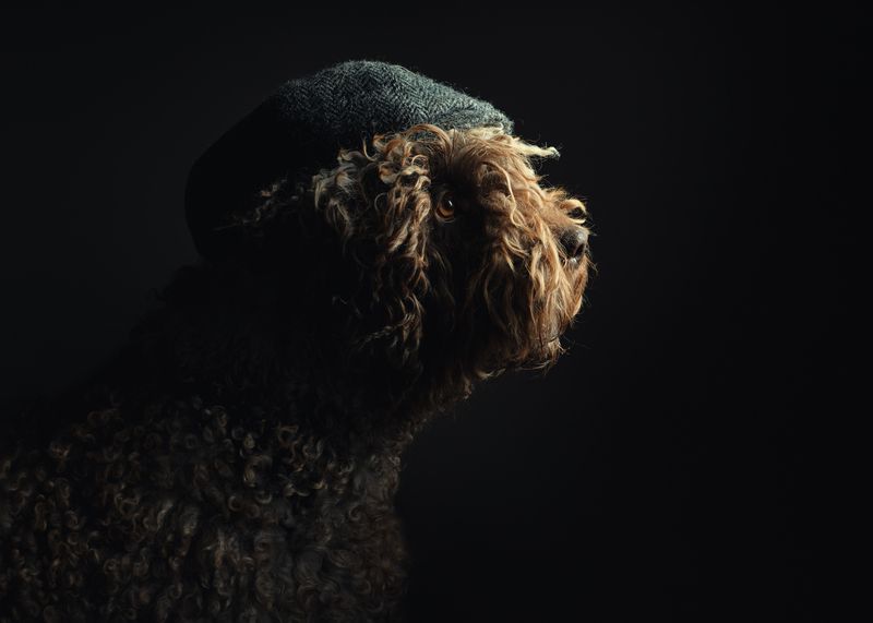 Paddingtonphoto preview