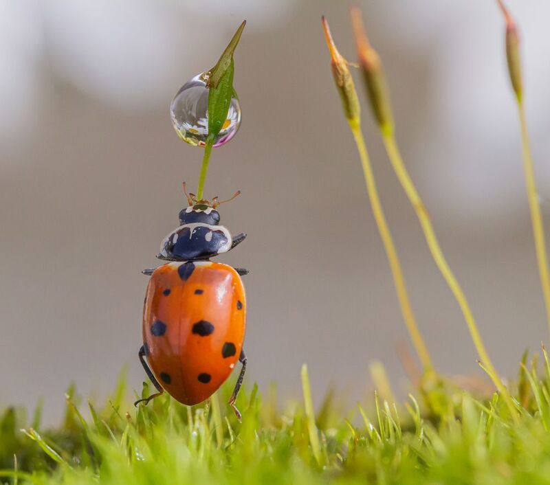 Когда хочется пить...photo preview