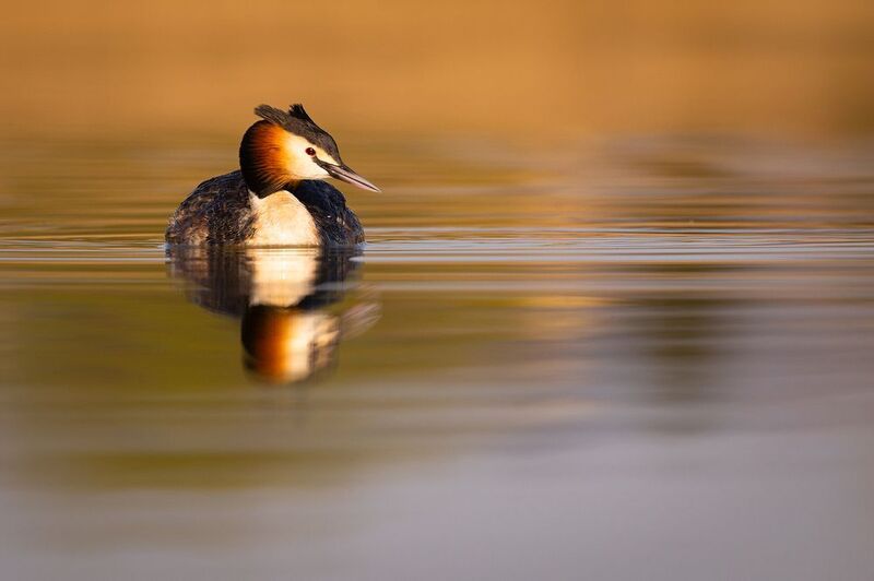 Great crested grebephoto preview