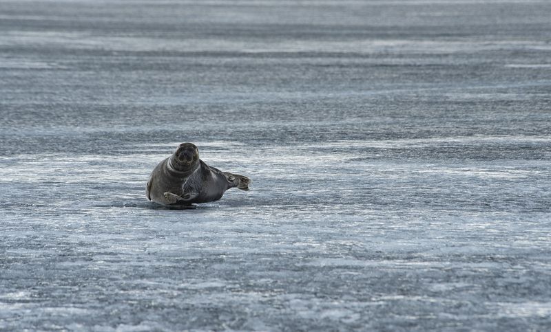 нерпа байкал лёд В дзене фото превью