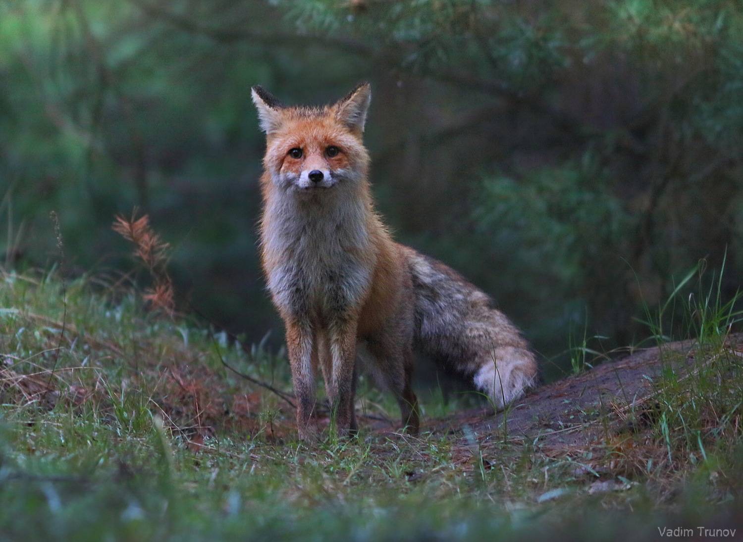 лиса, fox, Вадим Трунов