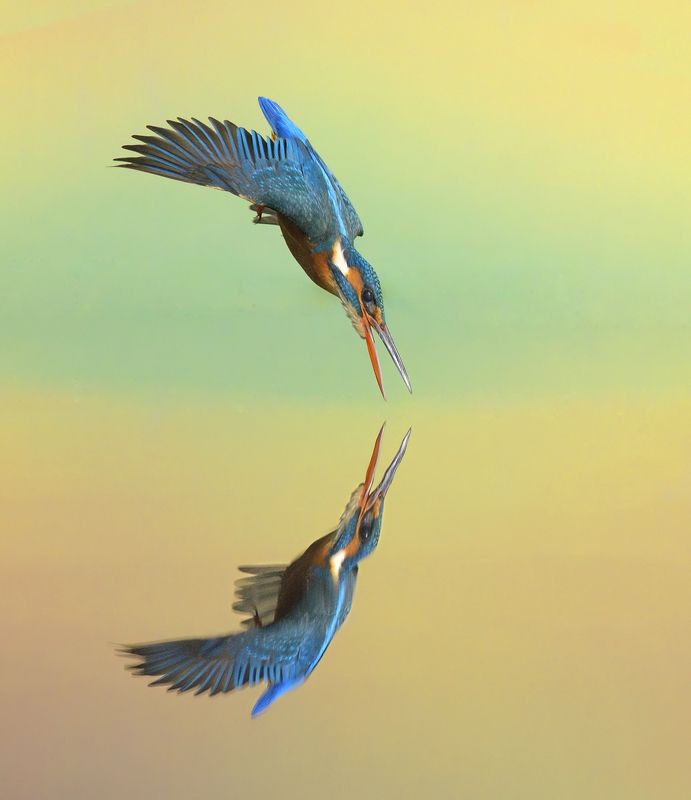 kingfisherphoto preview