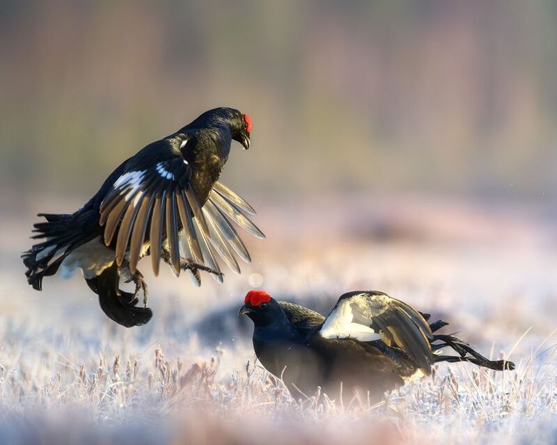 тетерев, ток, токование, птицы, болото, бердинг, бердвотчинг, фотоохота, природа, birdwatching, birding, Black grouse, Courtship display Токование тетеревовphoto preview