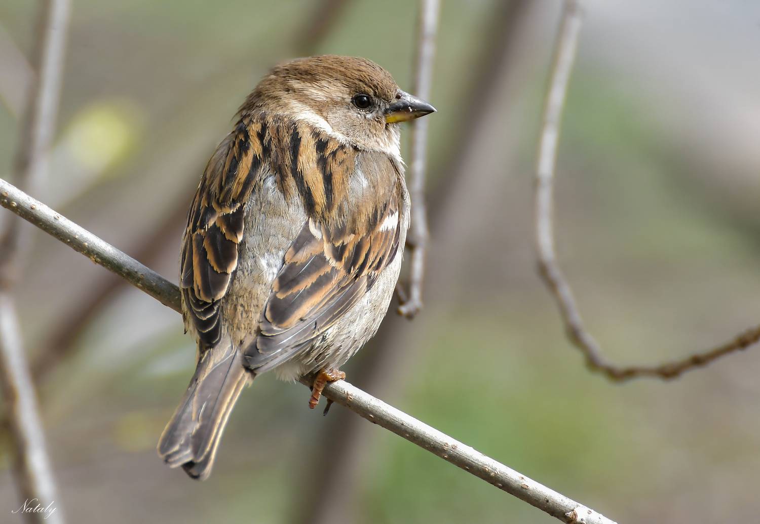 , Наталья Екимова