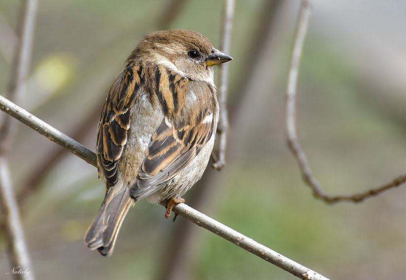 Самочка домового воробьяphoto preview