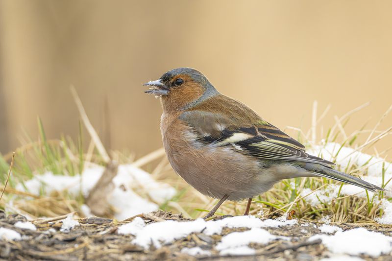 Зябликphoto preview