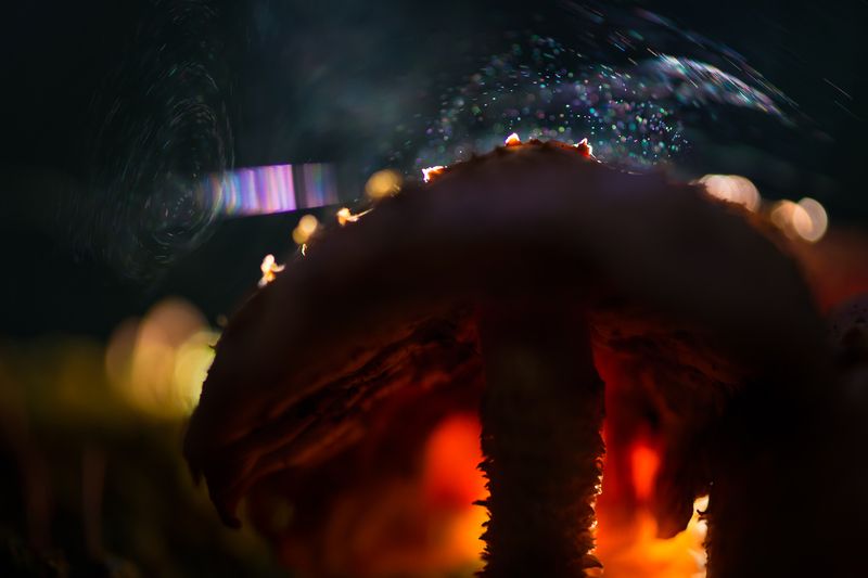 чешуйчатка золотистая, гриб Вьюга в макромиреphoto preview