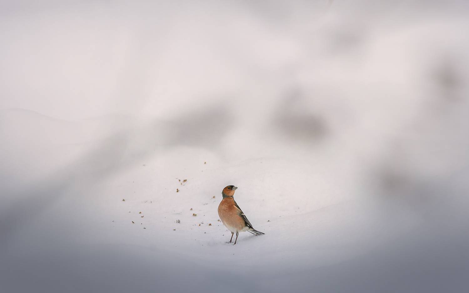 , Загруев Михаил