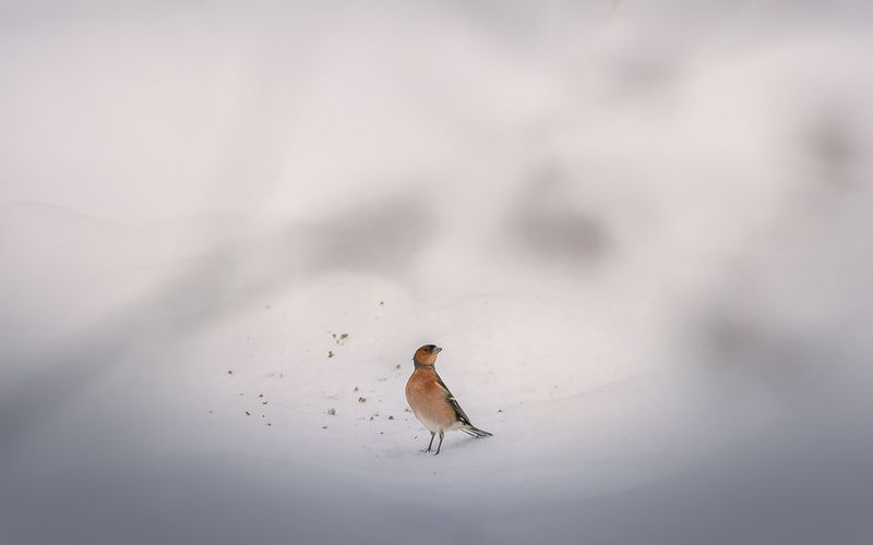 Поиск фото превью