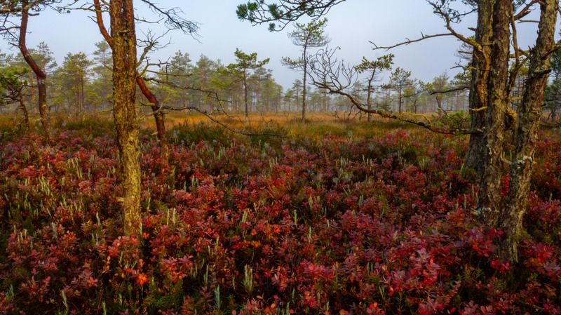 Голубика осеньюphoto preview