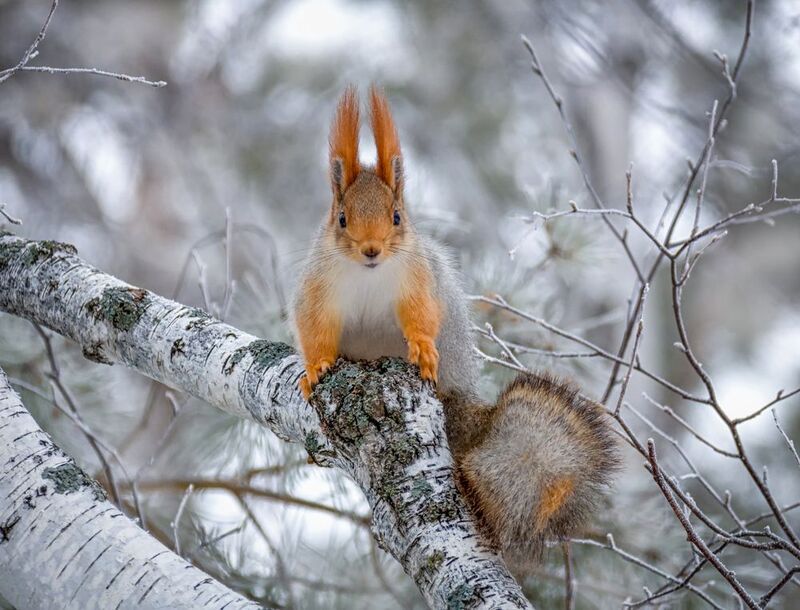 белка, лес, зима, Внимание...photo preview