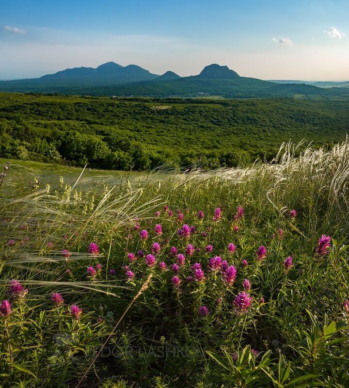 ставропольский край, ставрополье, весна, весенний, цветение, степь, кавминводы, горы, степное, цветы, днём, май, зелёное, Майская степьphoto preview