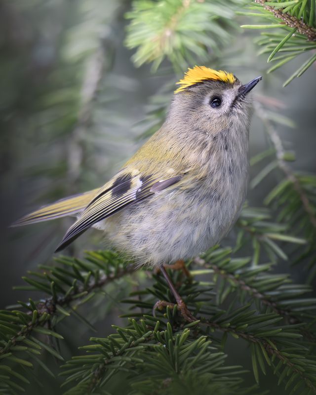 Желтоголовый королёк (Regulus regulus) photo preview