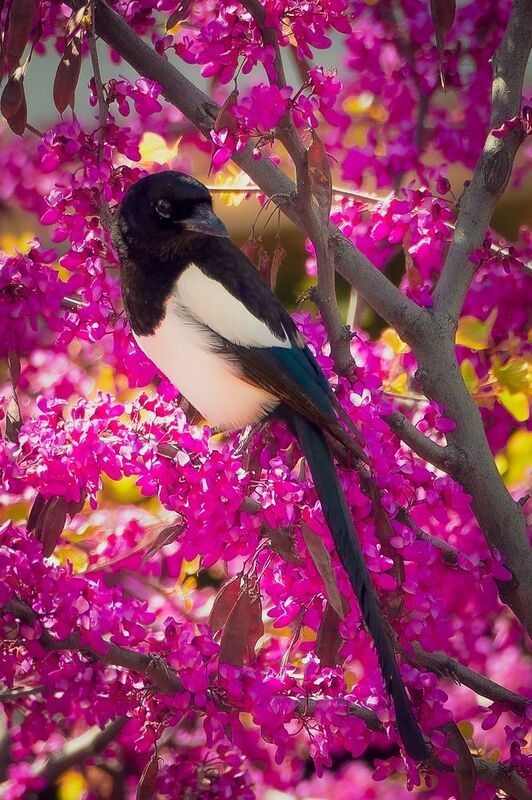 Magpiesphoto preview