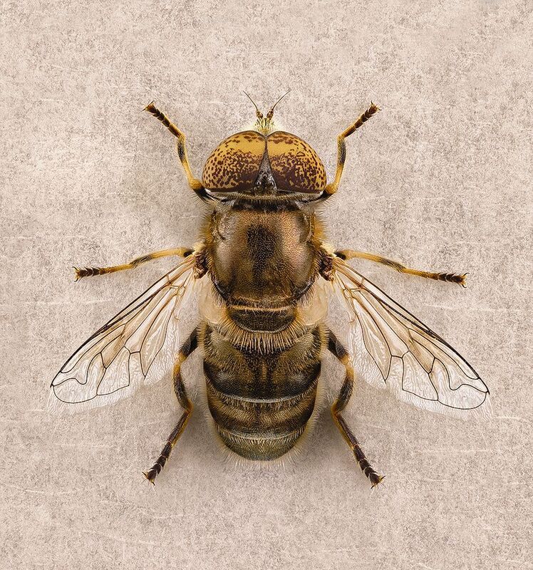 diptera, eristalinus aeneus, муха жужалка, musė zvimbeklė Жужалкаphoto preview