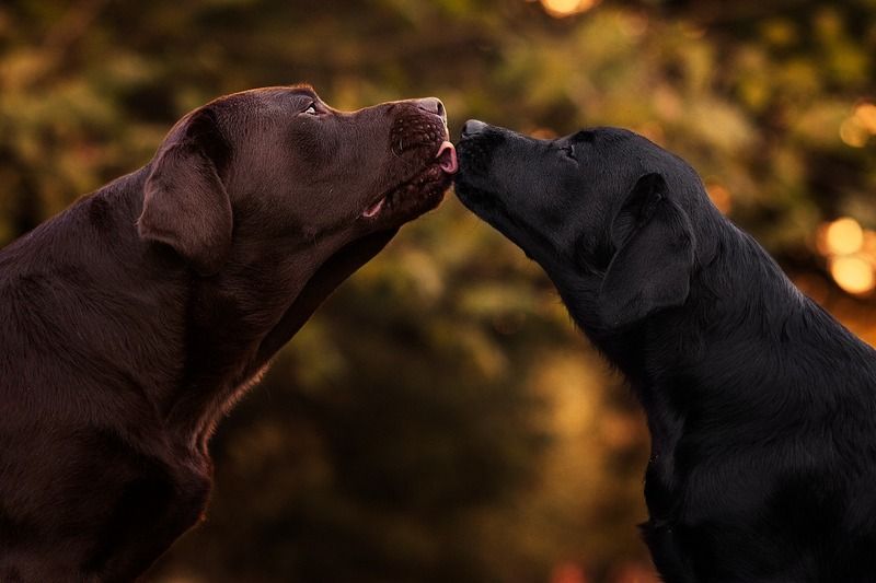 dogs,pets,golden,hour,flowers,backlight,camp,labrador,retriever,puppy,natural light,photography,portrait,warm,colors,smile,outdoor,kiss,love Sky&Iris фото превью