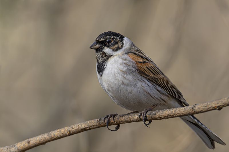 Тростниковая овсянкаphoto preview