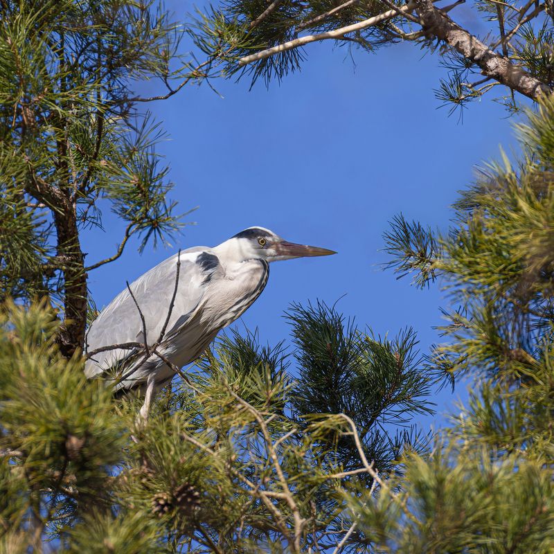 серая цапля, цапля Серая цапляphoto preview