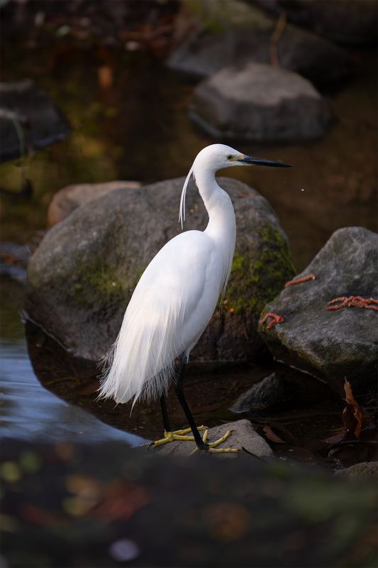 heron, rocks, river, water Heron among the rocksphoto preview