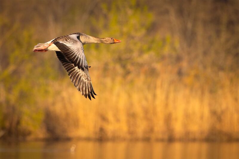 Wild goosephoto preview