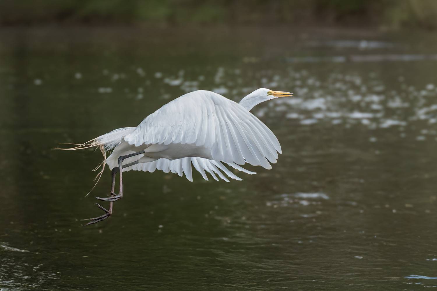 ***. Автор: Leonid Dyachenko , Leonid Dyachenko